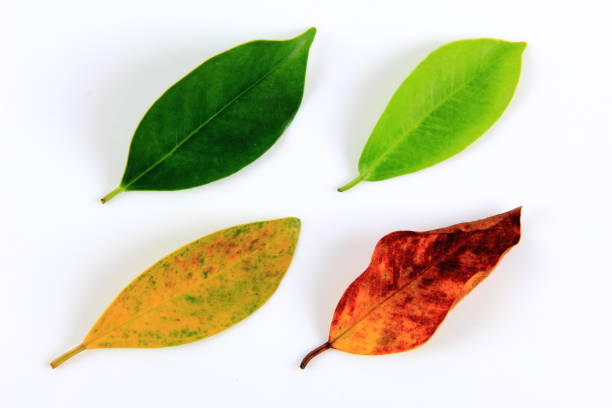 istock Leaves of the four seasons 899976426