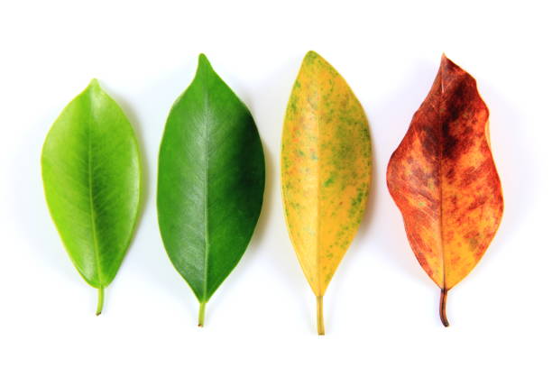 Leaves of the four seasons