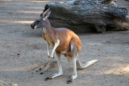 The kangaroo is a symbol of Australia and appears on the Australian coat of arms and on some of its currency