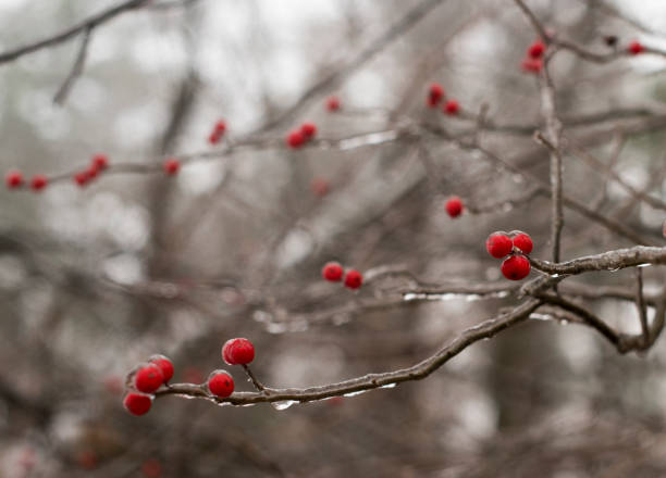 Winterberry branches covered with ice Closeup shot of branch with red berries covered with ice after freezing rain winterberry holly stock pictures, royalty-free photos & images