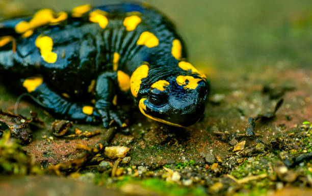 istock Salamander, amphibian, lizard 899980984