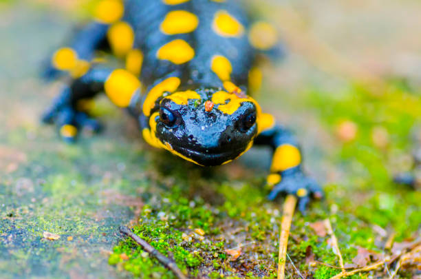 istock The Prince of Salamanders 899980990