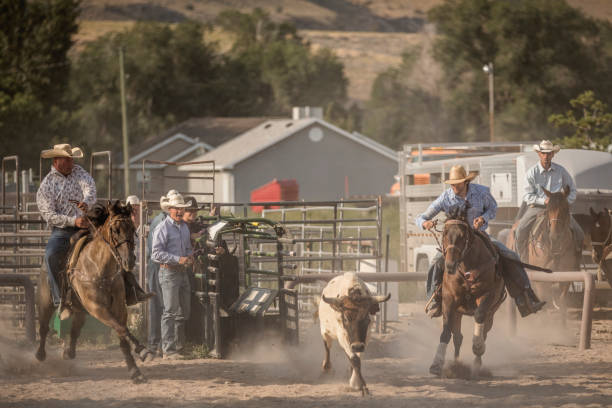 istock A brave cowboy participating in the Steer wrestling rodeo event. 899985886