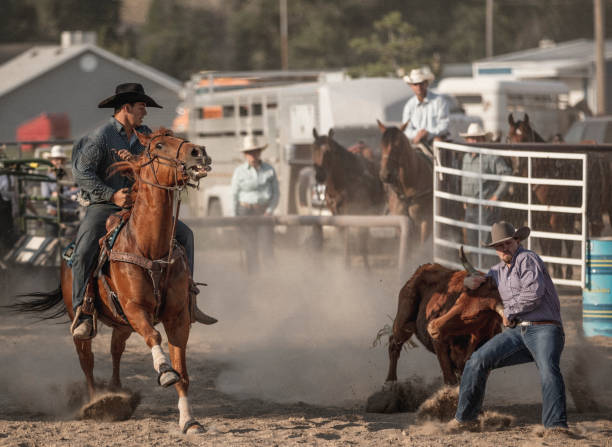 istock A brave cowboy participating in the Steer wrestling rodeo event. 899985898