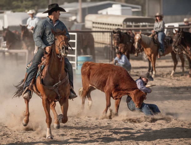 istock A brave cowboy participating in the Steer wrestling rodeo event. 899985910