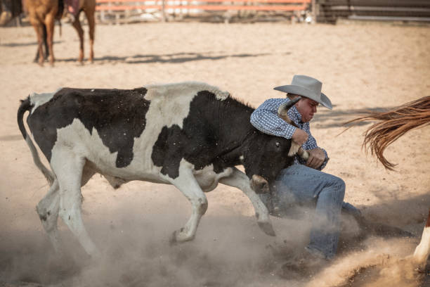 istock A brave cowboy participating in the Steer wrestling rodeo event. 899985914