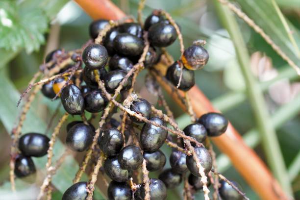 Closeup of ripe saw palmetto berries in tropical environment in south Florida. Alt medicine plant stock photo