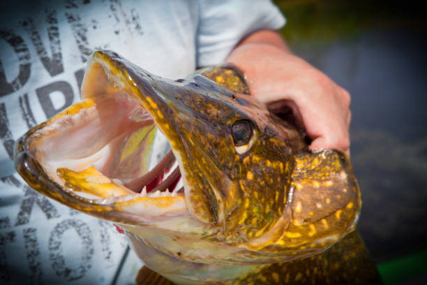 istock Astrakhan fishing pike 899998350