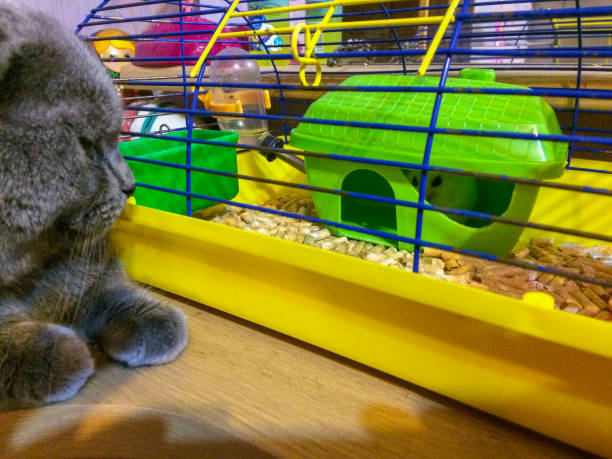 istock Cat observing of a hamster 900003564