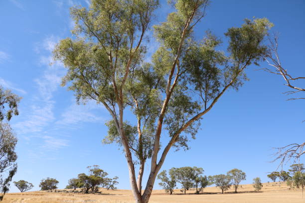 istock Old red eucalyptus tree in York, Western Australia 900003810