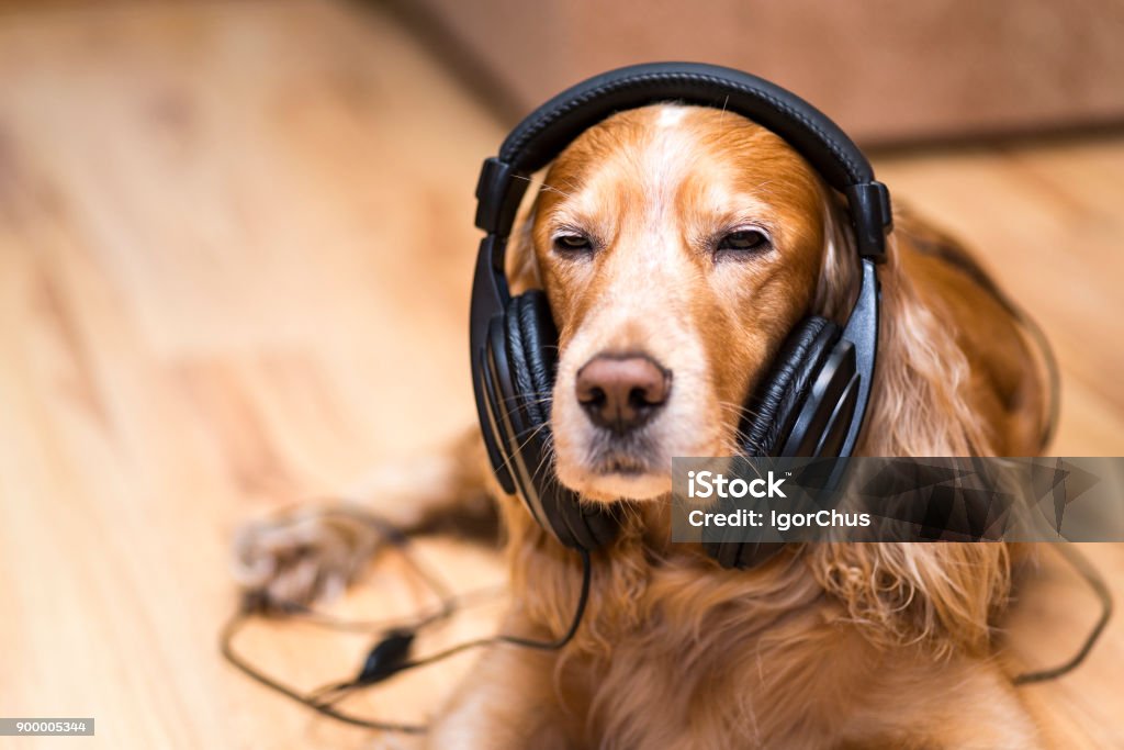 dog in headphones listening to music Dog Stock Photo