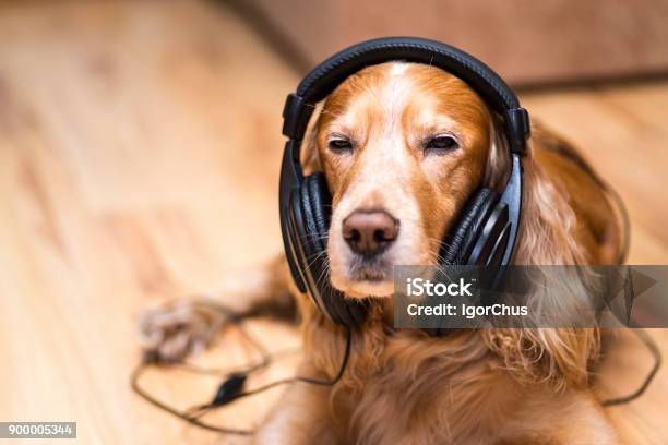 Dog In Headphones Listening To Music Stock Photo - Download Image Now - Dog, Music, Listening