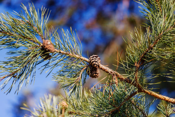 istock Pine branch with pine cones on blue sky background 900005812