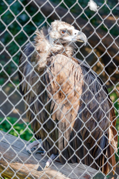 istock Large bird Griffon vulture (Gyps fulvus) in the cage 900005818