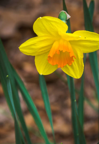 early jonquil - daffodil spring flower new england imagens e fotografias de stock