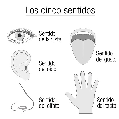 Ilustración de 5 Tabla De Sentidos Con Ojo De Órganos Sensoriales Oído Lengua Nariz Y Mano Y Vista Designación Apropiada Audiencia Gusto Olor Y Tacto En La Lengua Española Esquema Aislados Ilustración Ilustración de 5 Tabla De Sentidos Con Ojo De Órganos Sensoriales Oído Lengua Nariz Y Mano Y Vista Designación Apropiada Audiencia Gusto Olor Y Tacto En La Lengua Española Esquema Aislados Ilustración