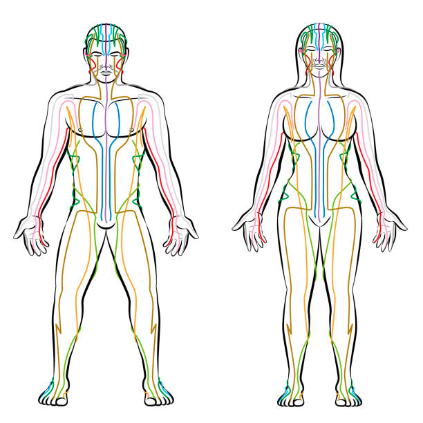 자오선 시스템-흰색 바탕에 남성과 여성의 몸-대체 치료 중 치료 infographic-절연 벡터 일러스트 레이 션의 meridians 색깔. - shiatsu massaging alternative therapy zen like stock illustrations