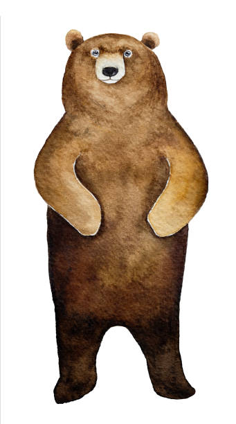 большой коричневый медведь характер портрета. - big bear stock illustrations
