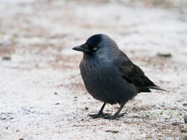istock Jackdaw on frosty ground. 900017838