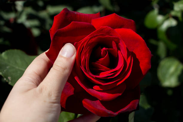 istock Beautiful colorful Rose Flower in hand 900020594