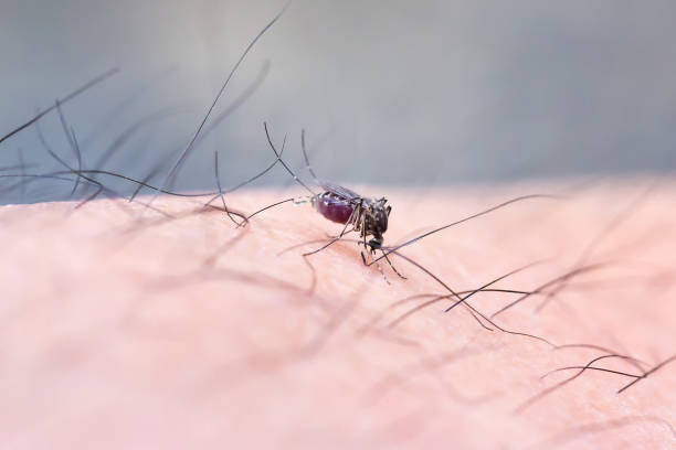 Mosquito sucking blood through human skin Mosquito sucking blood through human skin icon. Symptoms of dengue fever, Sika virus, mosquito-borne plague. image for objects, background, brochures and copy space. mosquito filled with blood stock pictures, royalty-free photos & images