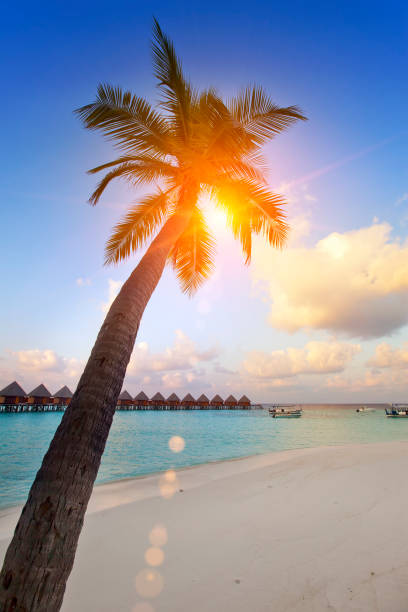 istock Huts in the sea and a palm tree 900024792