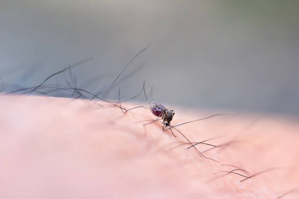 Mosquito sucking blood through human skin Mosquito sucking blood through human skin icon. Symptoms of dengue fever, Sika virus, mosquito-borne plague. image for objects, background, brochures and copy space. mosquito filled with blood stock pictures, royalty-free photos & images