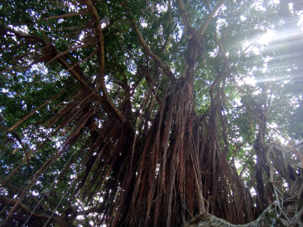 istock Banyan trees in Wailoa Park, Hilo, Hawaii. 900031220