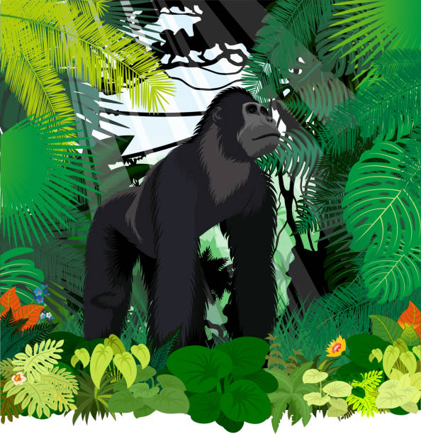 vektor männlichen gorilla im dschungel regenwald - silberrucken gorilla stock-grafiken, -clipart, -cartoons und -symbole