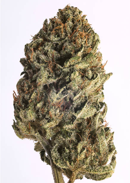 istock Live Cannabis Macro Bud Shot - Fine Wine 900041358