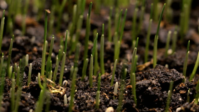 Germinating Wheat Seed Growing in Ground Agriculture Spring Summer Timelapse
