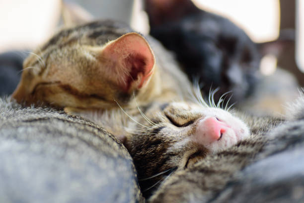 istock Portrait of cat sleeping together 900051224