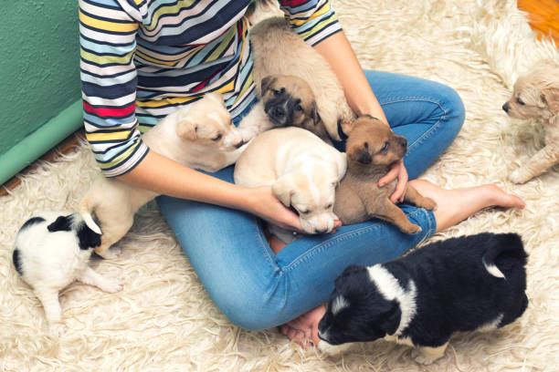 istock Woman playing with puppies 900058682