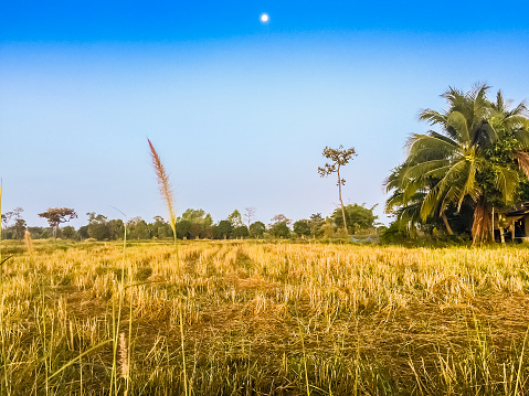 Farmhouse In The Rice Field With Sunrise In The Morning And Blue Sky  Background After Harvested Stock Photo - Download Image Now - iStock