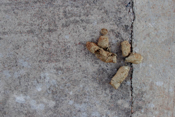 istock close up dog feces 900077884