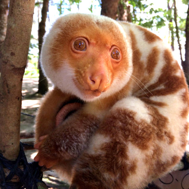 un cuscus (opossum originario della papua nuova guinea) sull'isola doini. - papua new guinea foto e immagini stock