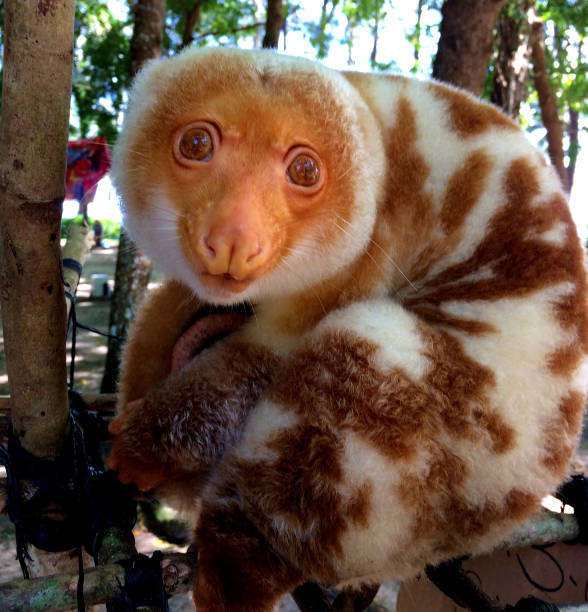 un cuscus (opossum originario della papua nuova guinea) sull'isola doini. - papua new guinea foto e immagini stock