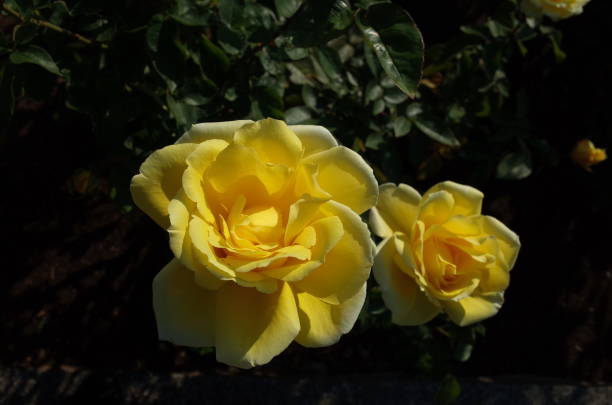 istock Flower of Rose 900082776