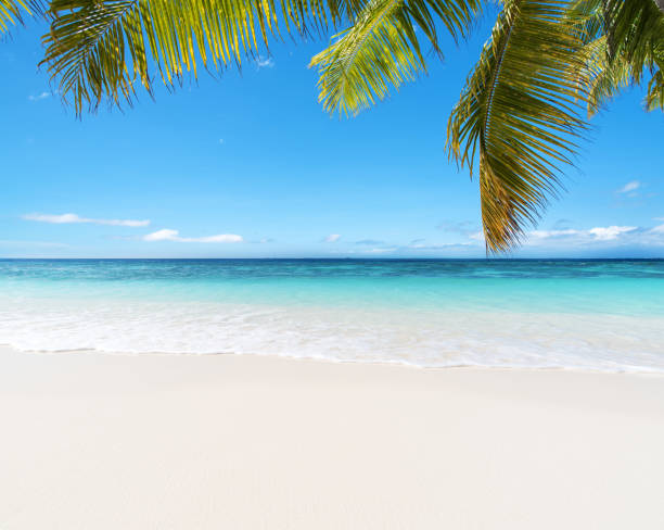 istock Tropical paradise beach and palm leaf 900083272