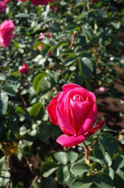 istock Flower of Rose 900083316