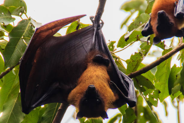 istock Lyle's flying fox,  Pteropus vampyrus, Pteropus lylei or Khangkao Maekai (Hen Bats) in Thai language at Wat Po, Bangkla, Chachoengsao, Thailand. 900086090