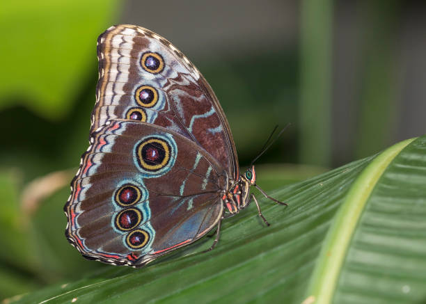istock Blue Morpho perched on a tropical plant 900086424
