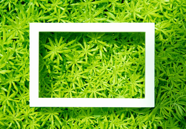 istock Creative layout made of leaves with White frame. Top view. Nature concept. 900086884