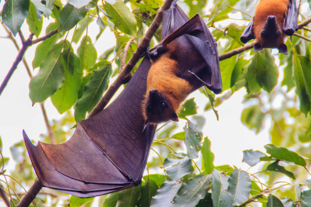 istock Lyle's flying fox,  Pteropus vampyrus, Pteropus lylei or Khangkao Maekai (Hen Bats) in Thai language at Wat Po, Bangkla, Chachoengsao, Thailand. 900087056