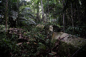 WWII aircraft overgrown in jungle in Aitape, Papua New Guinea