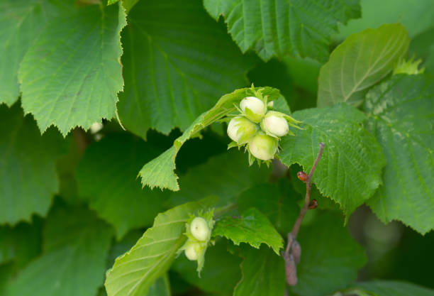 istock Hazel, Corylus avellana twig with hazelnuts 900090280