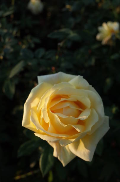 istock Flower of Rose 900090600