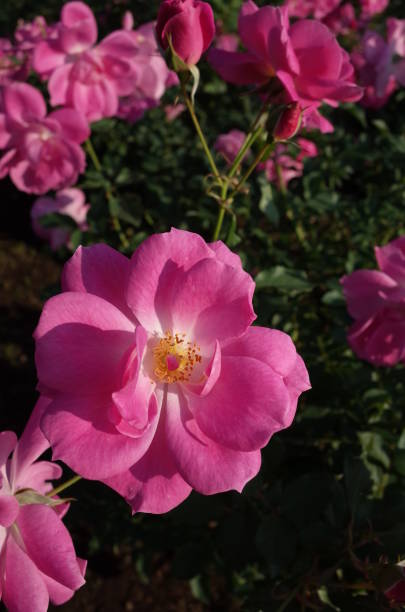 istock Flower of Rose 900090634
