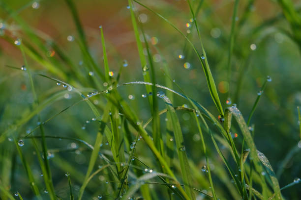 istock Nature background of dew drops on grass in morning light 900093394