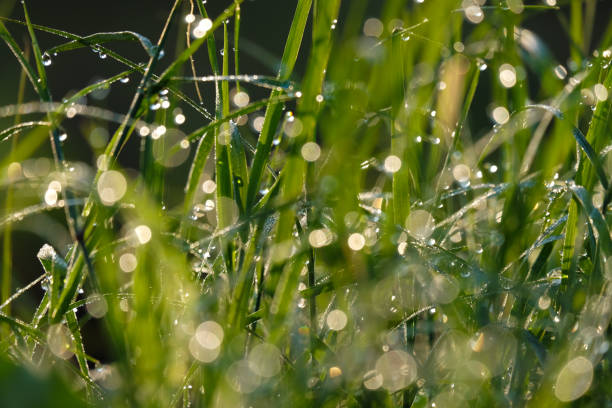 istock Nature background of dew drops on grass in morning light 900093468